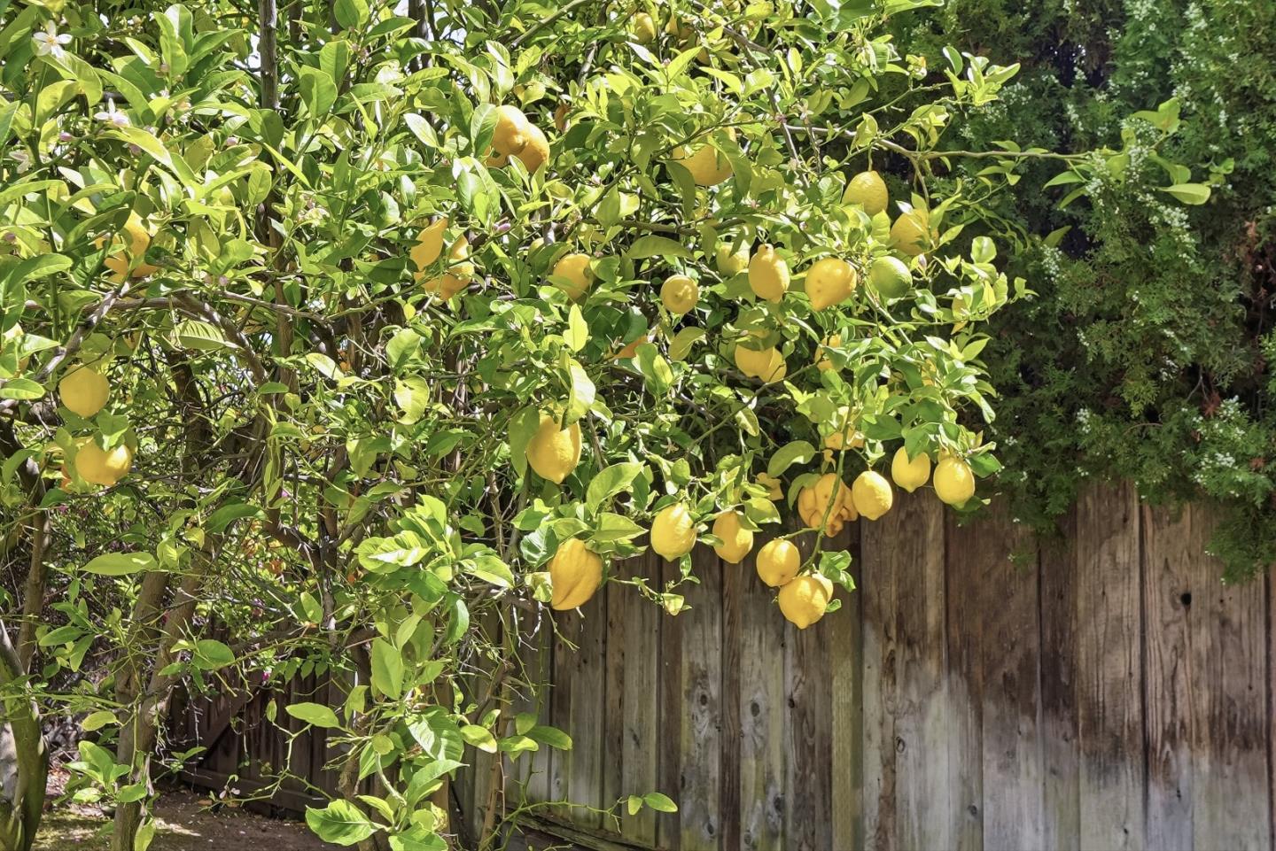 Property photo 49