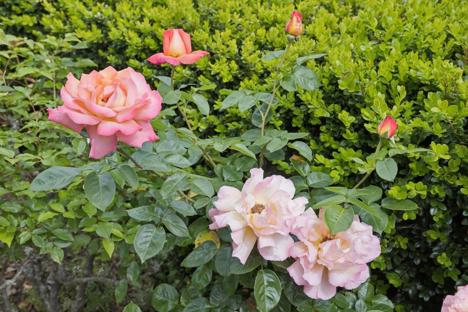Property photo 50