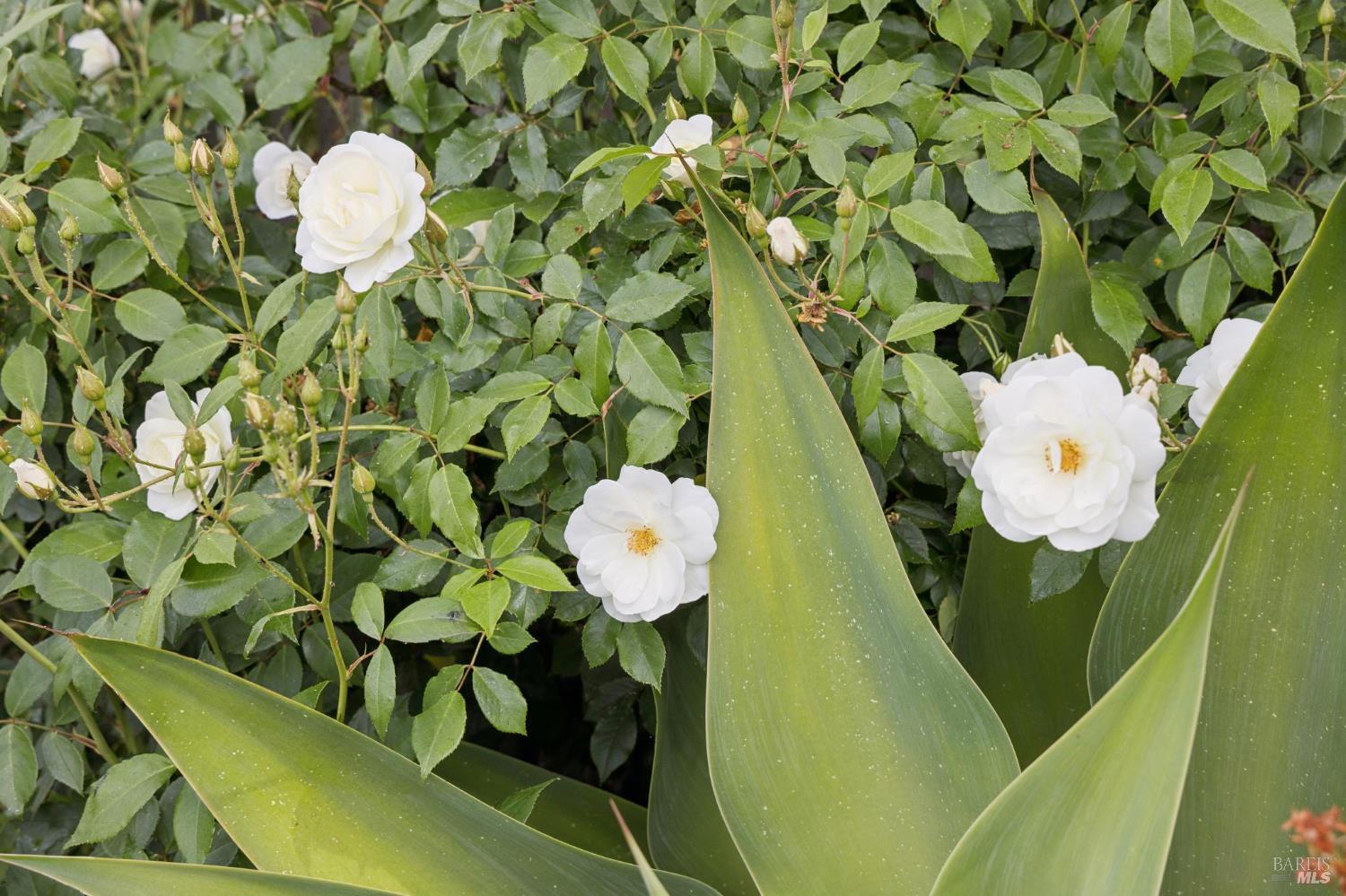 Property photo 51