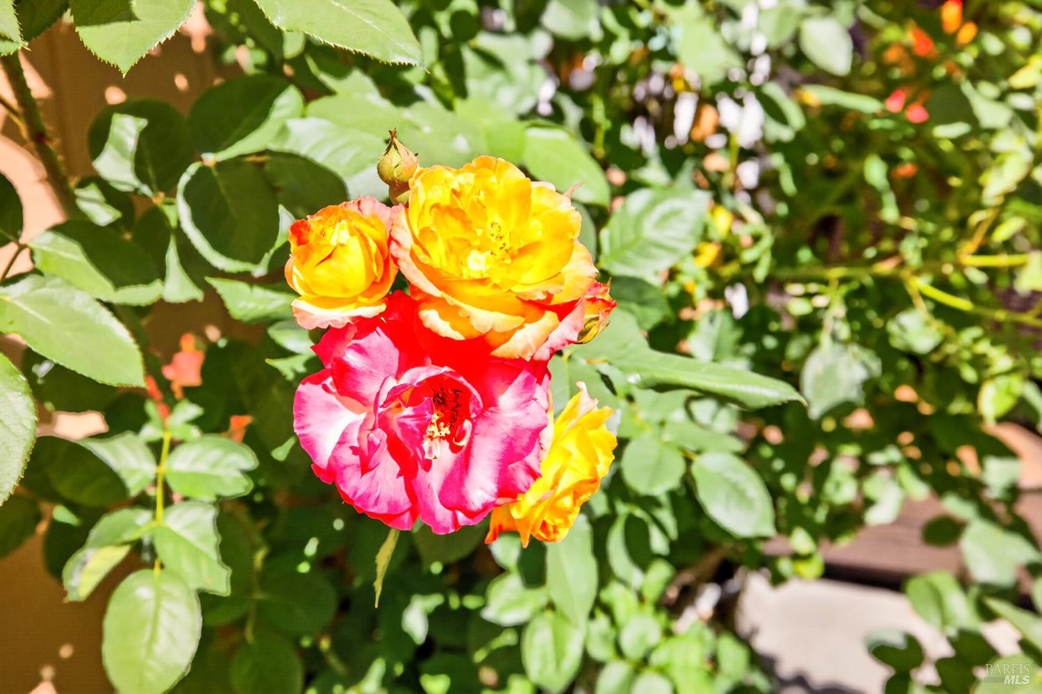 Property photo 43