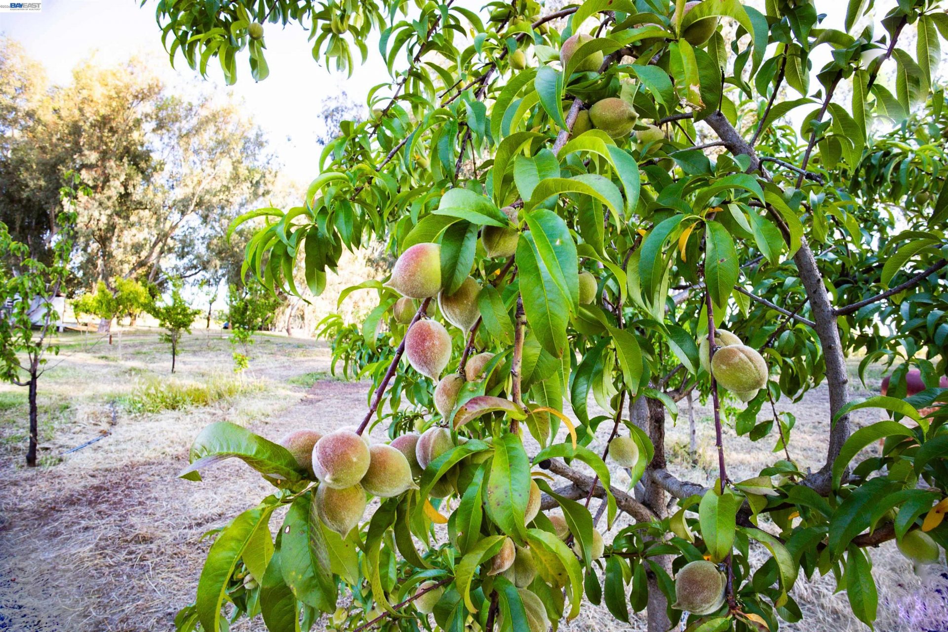 Property photo 40