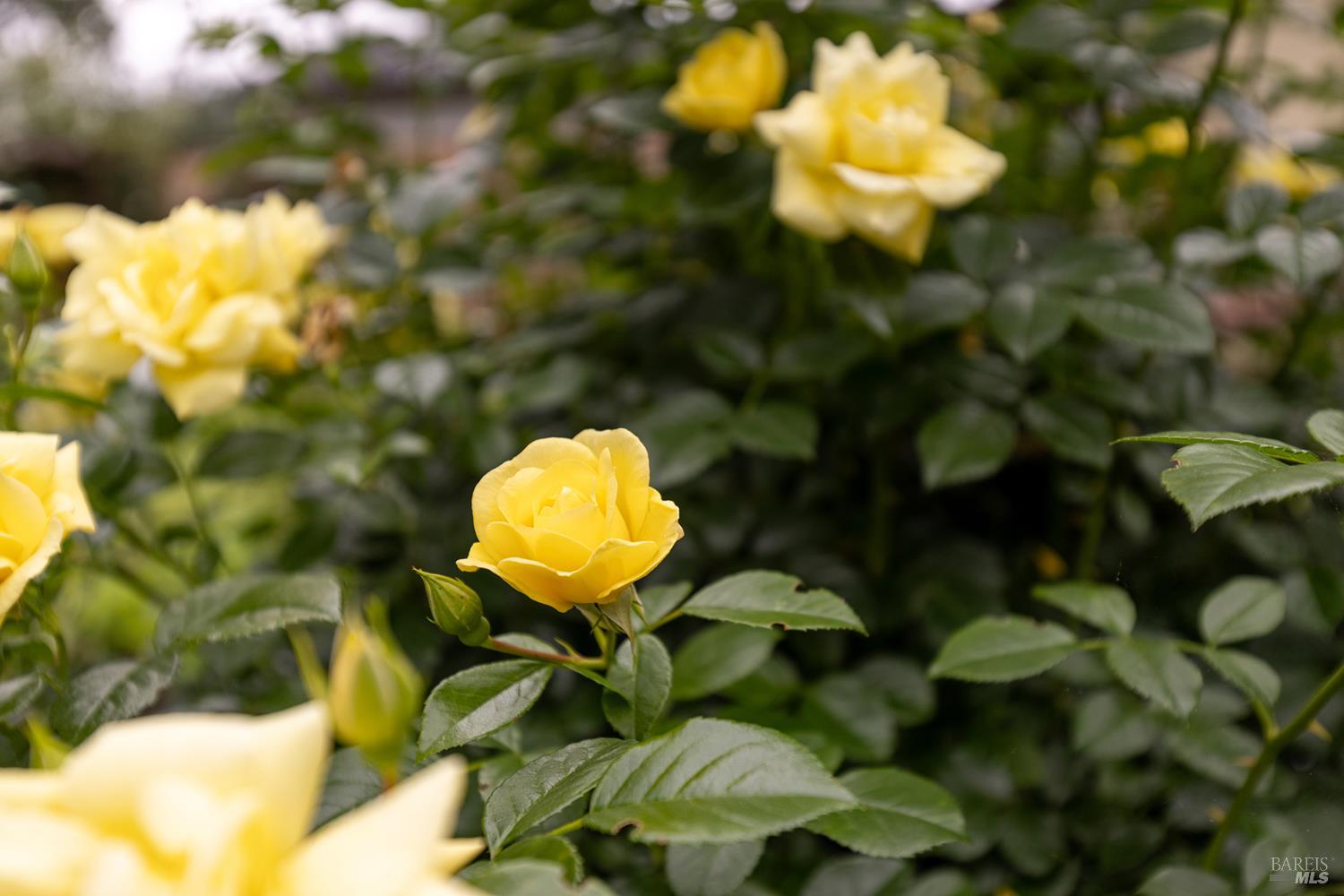 Property photo 44