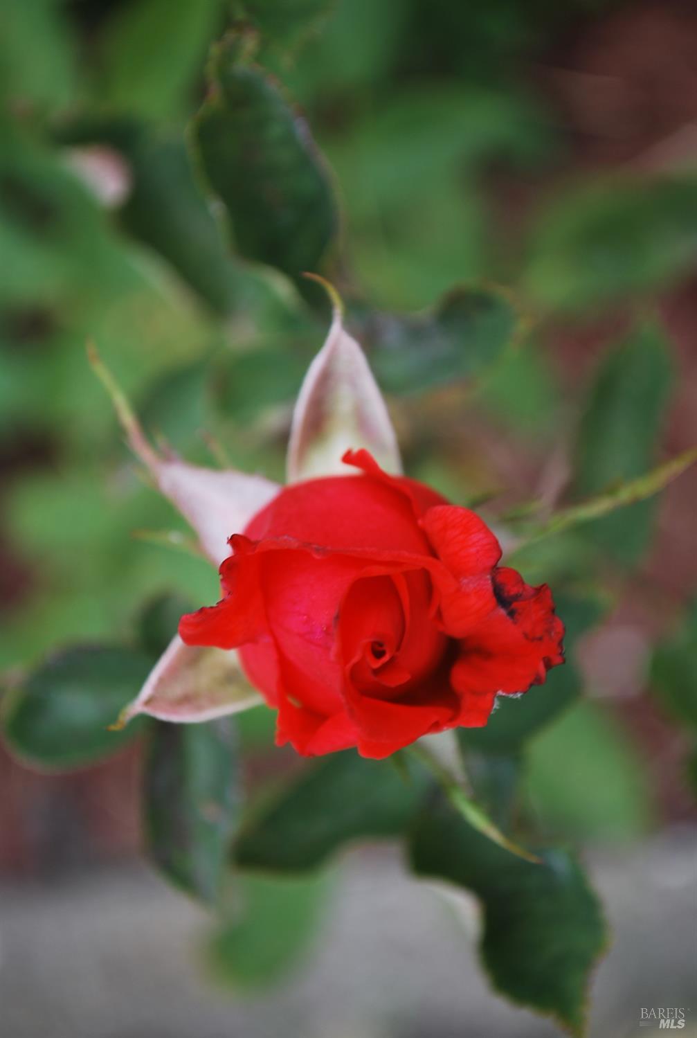 Property photo 43