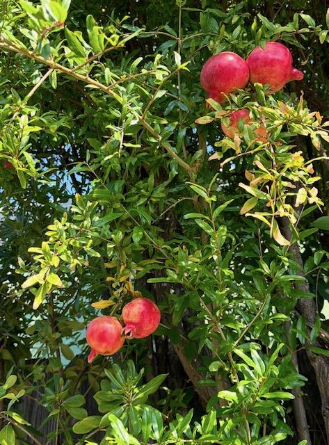 Property photo 23