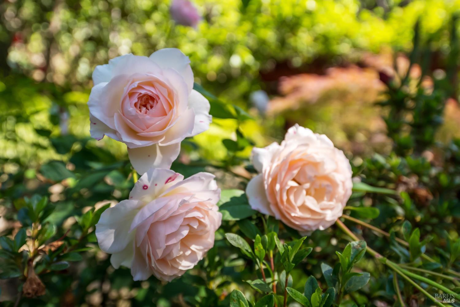 Property photo 44