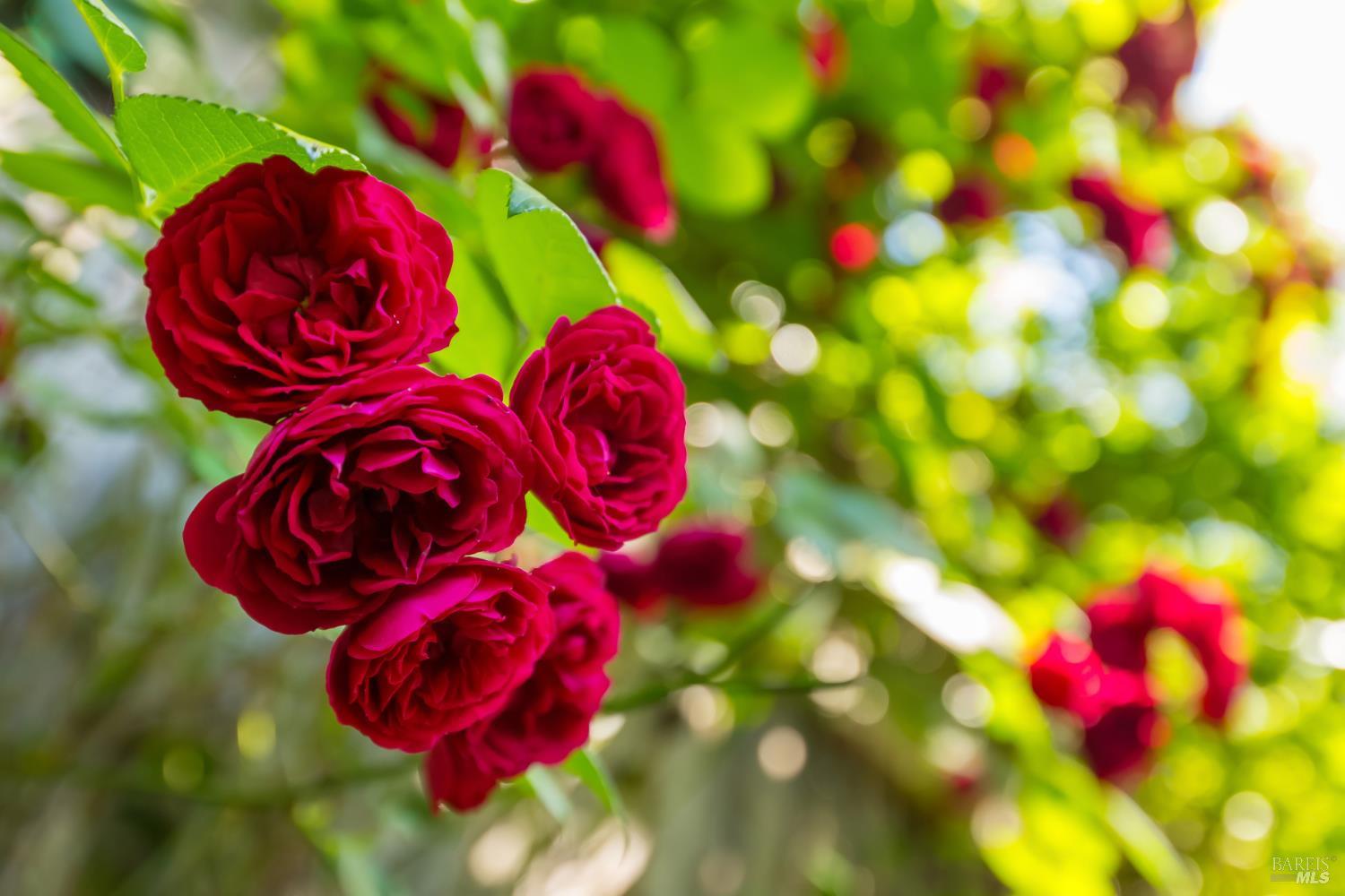 Property photo 45