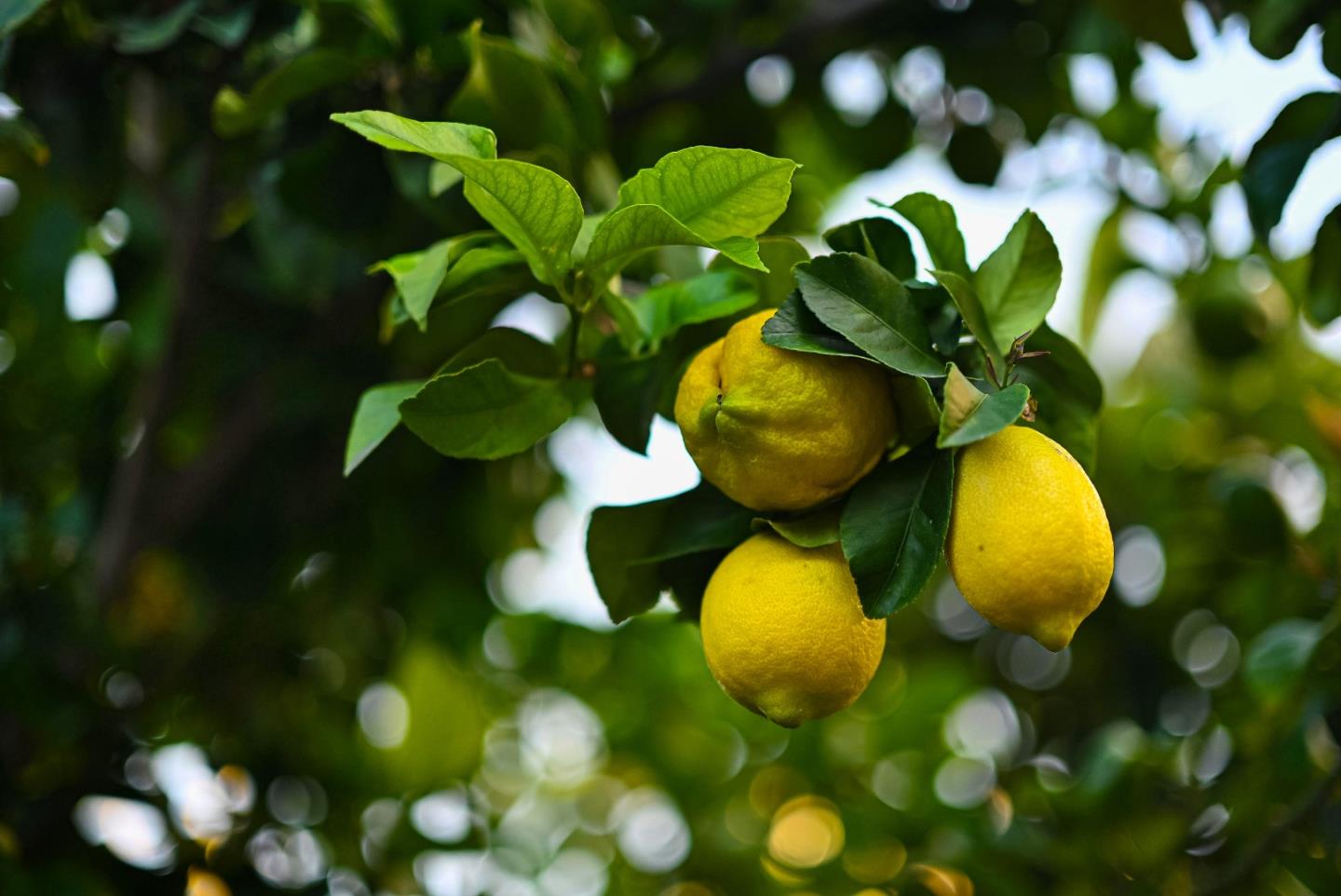 Property photo 40