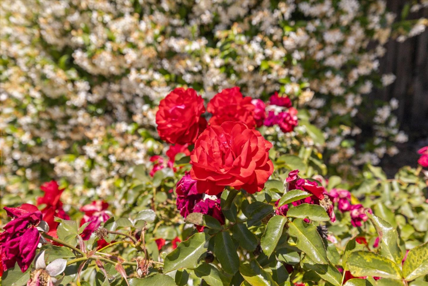 Property photo 43