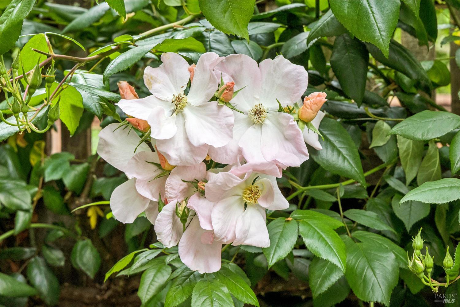 Property photo 38
