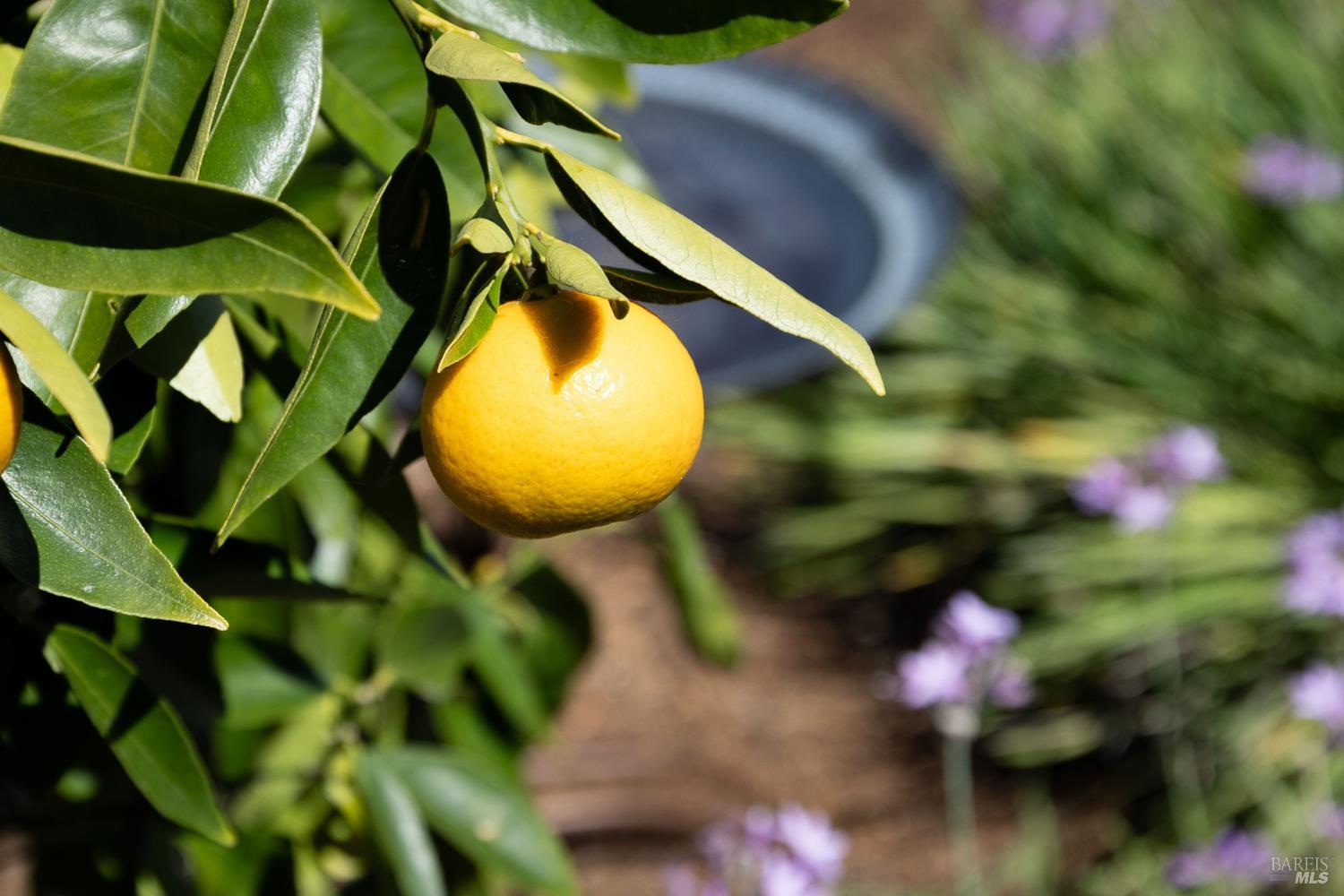 Property photo 43