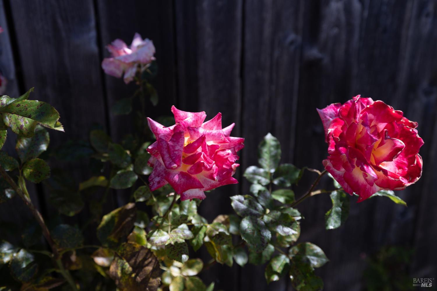 Property photo 44