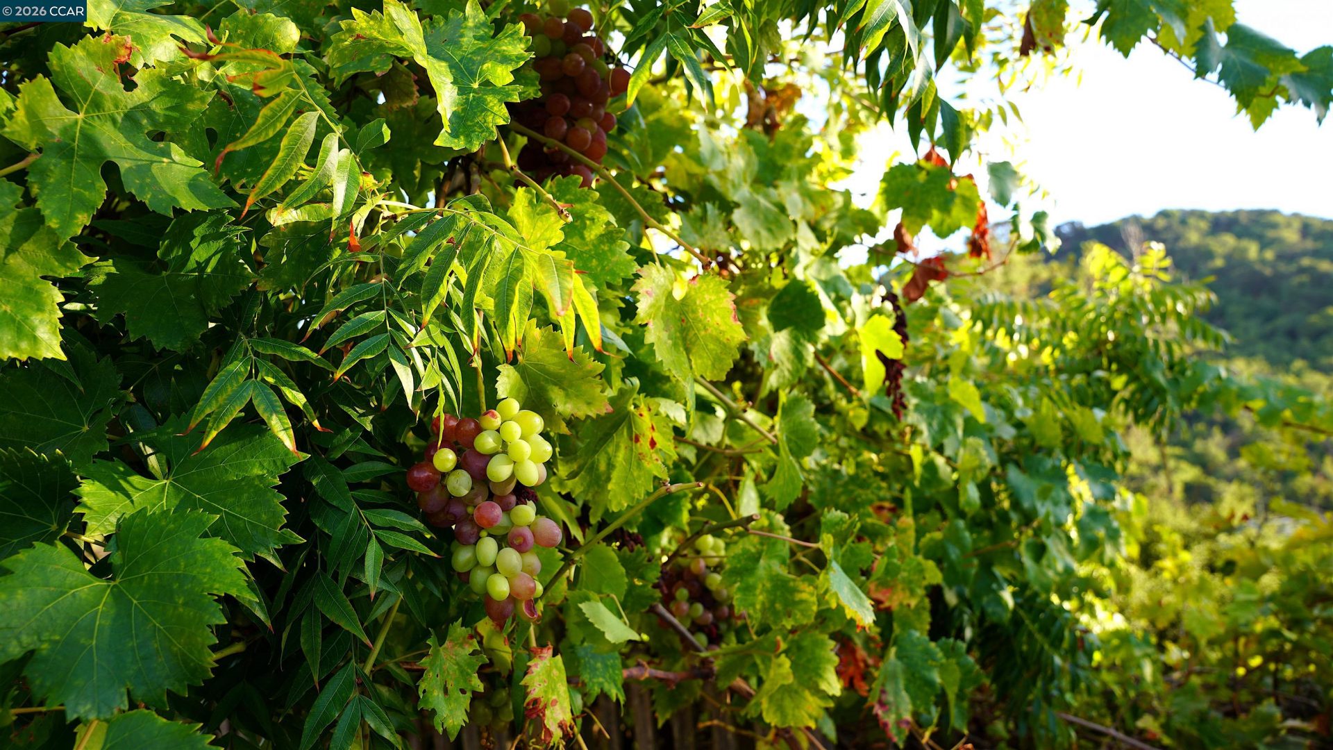 Property photo 43