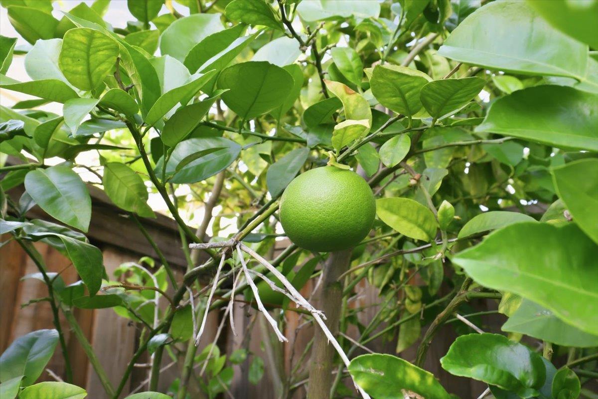 Property photo 51