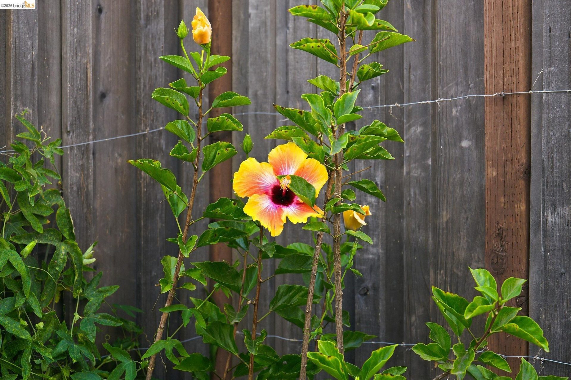 Property photo 51