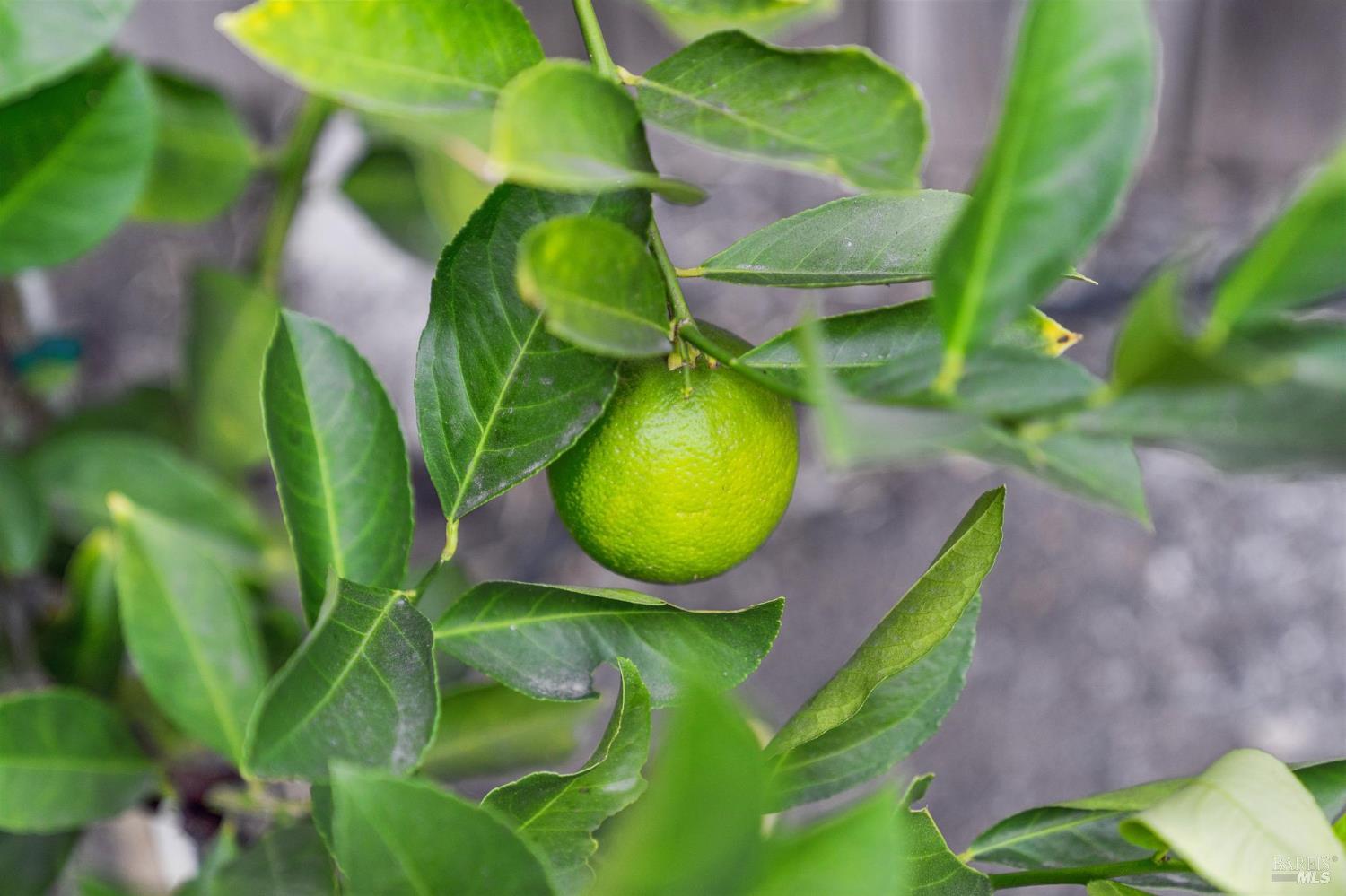 Property photo 41