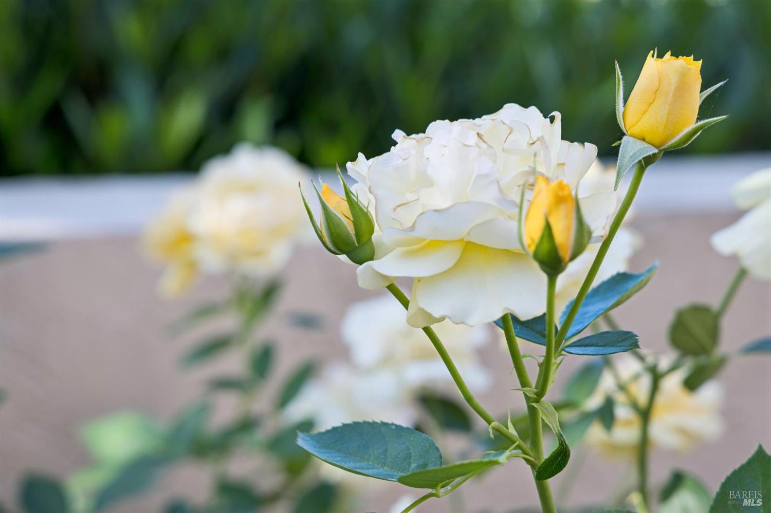 Property photo 37