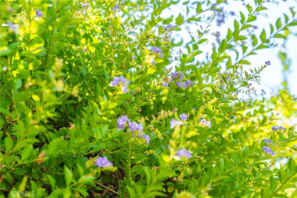 Property photo 51