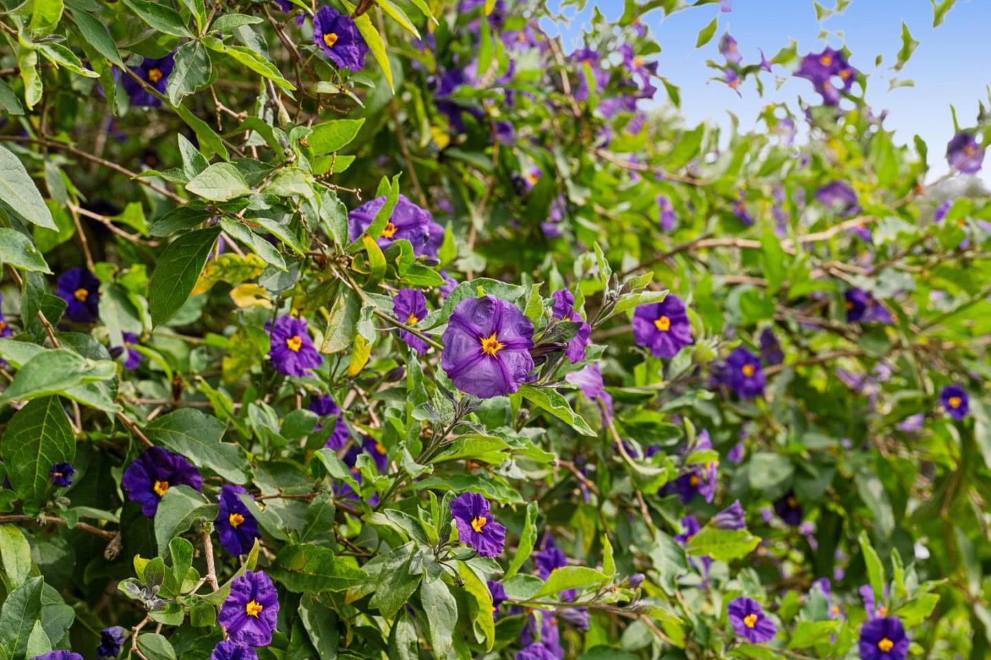 Property photo 49