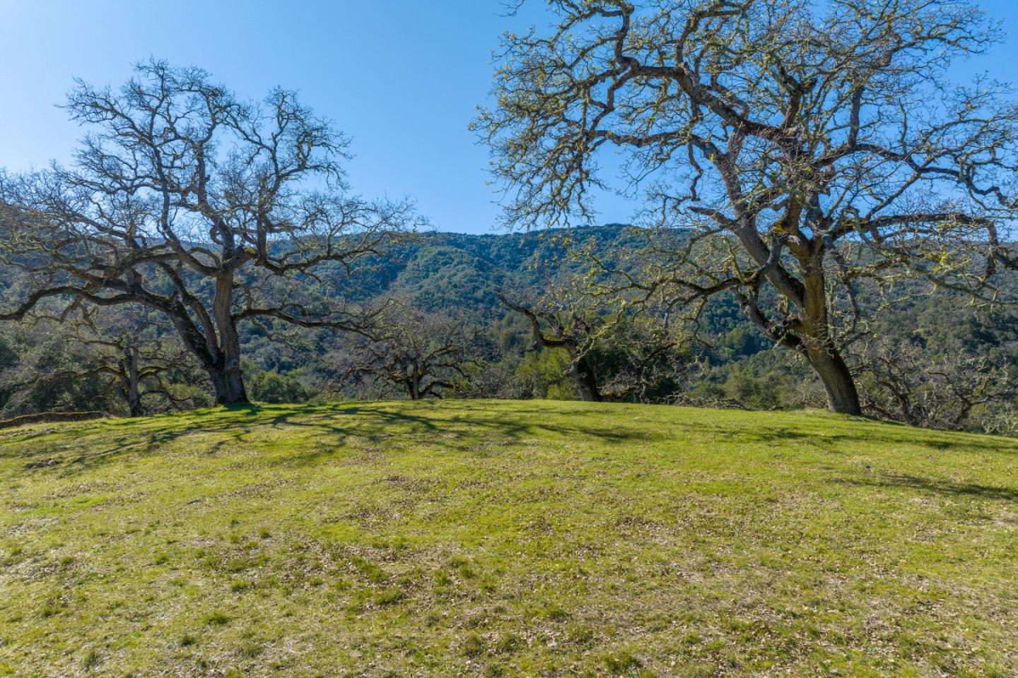25 Arroyo Sequoia